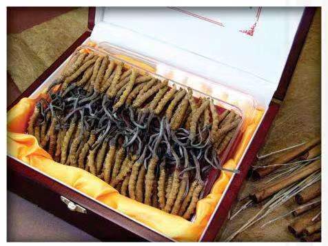 百色冬虫夏草回收